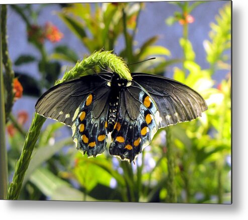 Butterfly Metal Print featuring the photograph Spotted Beauty by Jennifer Wheatley Wolf
