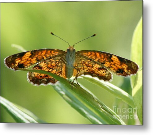 Butterfly Metal Print featuring the photograph Spreading Light by Neal Eslinger