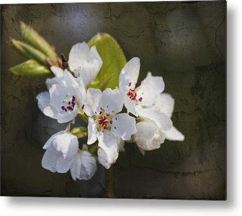 Pyrus Calleryana Metal Print featuring the photograph Spring Blossoms by Kathy Clark