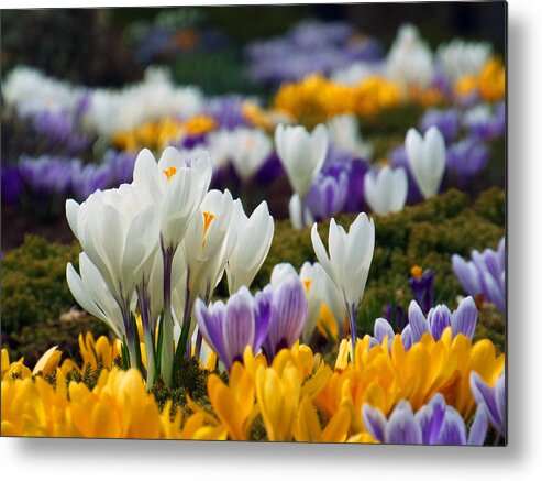 Brewster Metal Print featuring the photograph Spring Crocus by Dianne Cowen Cape Cod Photography