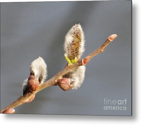 Spring Metal Print featuring the photograph Spring delight by Karin Ravasio