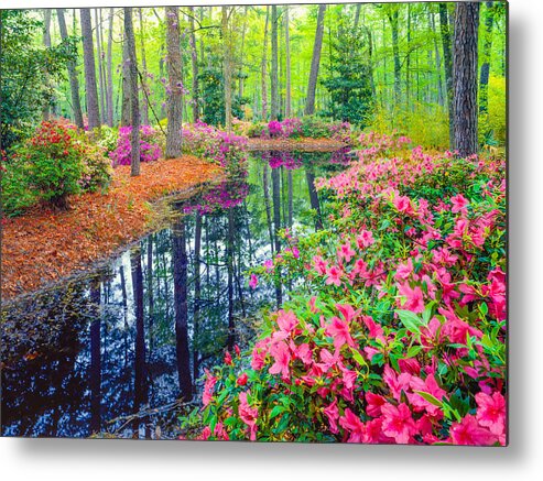 Scenics Metal Print featuring the photograph Spring in Southern Woodland Garden by Ron_Thomas
