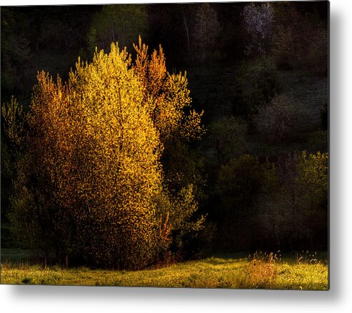 Trees Metal Print featuring the photograph Spring Light by Thomas Young