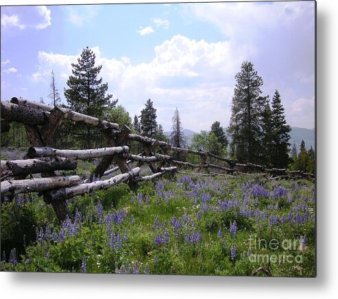 Mountains Metal Print featuring the photograph Spring Mountain Lupines 2 by Crystal Miller