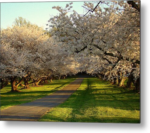 Fine Art Metal Print featuring the photograph Spring Road by Rodney Lee Williams