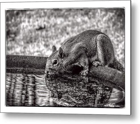 Squirrel Metal Print featuring the photograph Squirrel by Joe Myeress