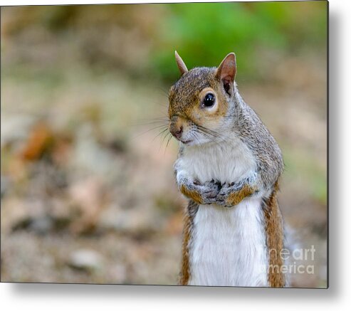 Standing Metal Print featuring the photograph Standing Squirrel by Matt Malloy