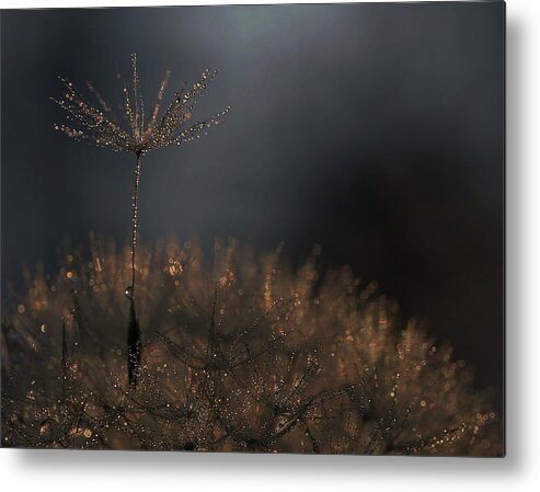 Dew Metal Print featuring the photograph Standing Toward The Light... by Thierry Dufour