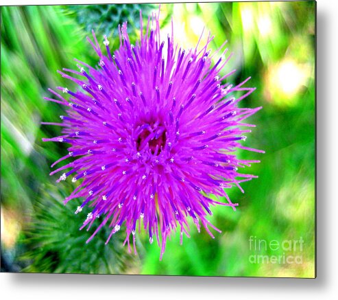 Thistle Metal Print featuring the photograph Star Burst by Kathy Bassett