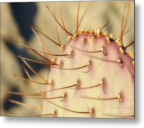 Arizona Metal Print featuring the photograph Stickers Askew by Diane Enright