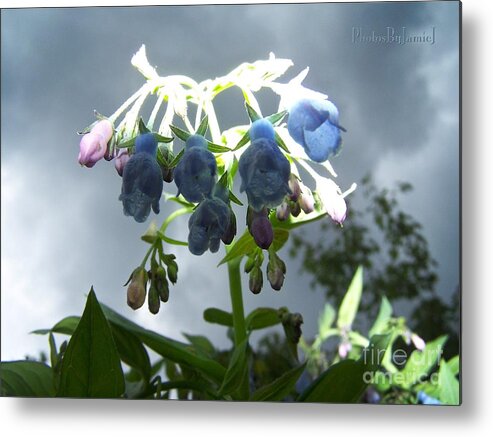 Blue Metal Print featuring the photograph Stormy Bluebells by Jamie Johnson