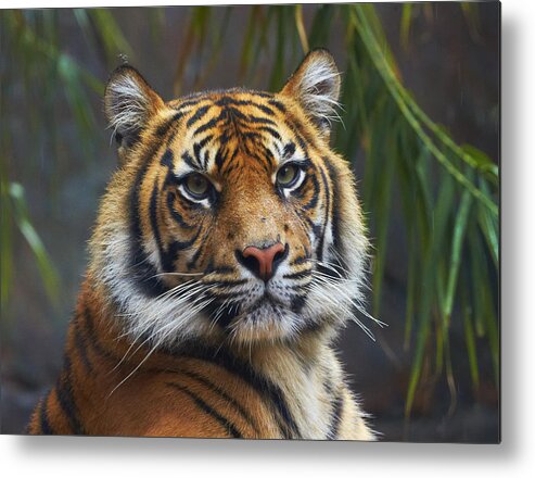 Martin Willis Metal Print featuring the photograph Sumatran Tiger by Martin Willis