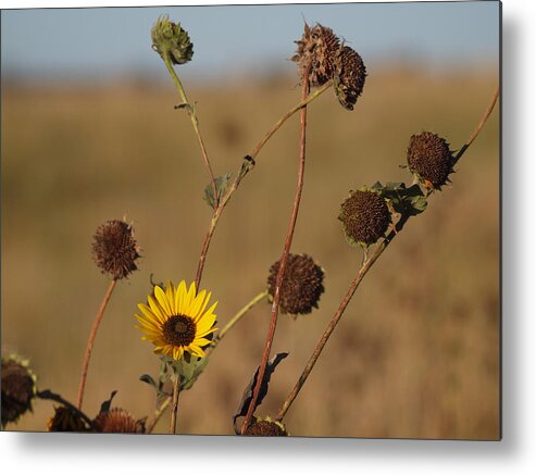  Metal Print featuring the photograph Summer Ends by HW Kateley
