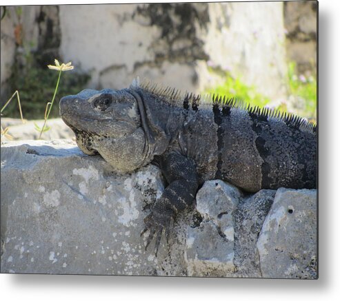 Lizard Metal Print featuring the photograph Sunbathing by Dody Rogers
