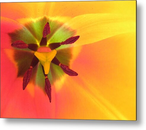 Sunny Metal Print featuring the photograph Sunburst 2 by Carolyn Jacob