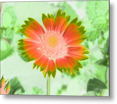 Flower Metal Print featuring the photograph Sunburst - PhotoPower 2250 by Pamela Critchlow