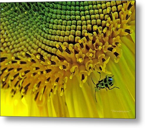 Sunflowers Metal Print featuring the photograph Sunflower and Beetle by Harold Zimmer