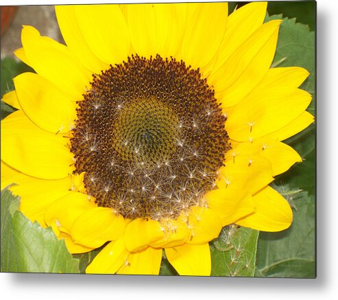 Sunflower Metal Print featuring the photograph Sunflower by Dark Whimsy