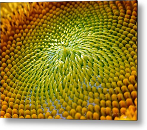 Sunflower Metal Print featuring the photograph Sunflower by Christina Rollo