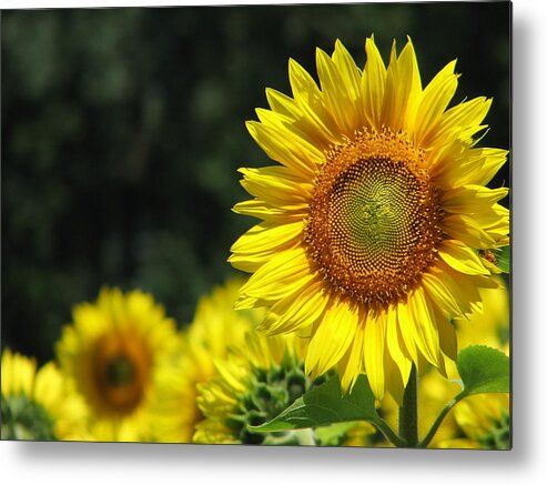 Sunflower Metal Print featuring the photograph Sunflowers Closeup 3 by Tammie Miller