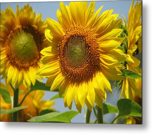 Sunflower Metal Print featuring the photograph Sunflower Closeup by Tammie Miller