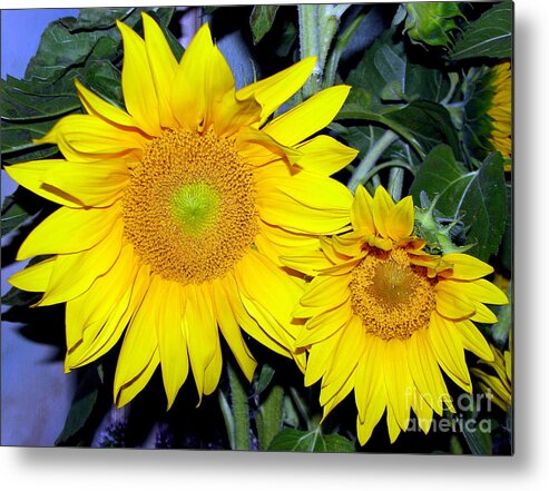 Sunflowers Metal Print featuring the photograph Sunflower Parent and Child by Rose Santuci-Sofranko