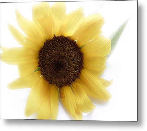 Sunflower Metal Print featuring the photograph A Single Sunflower in Color by Louise Kumpf
