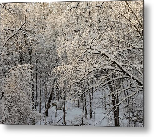 Sunkissed Snow Covered Trees Metal Print featuring the photograph Sunkissed Snow Covered Trees in Iowa by Cynthia Woods