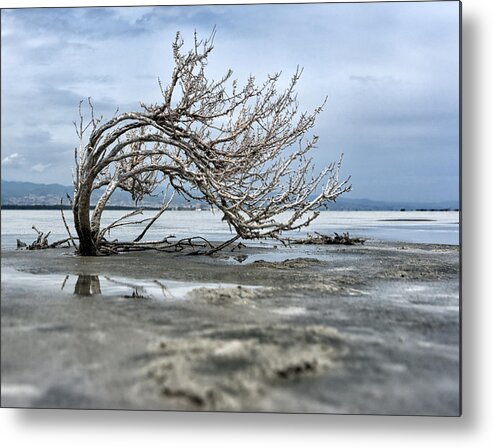 Tree Metal Print featuring the photograph A smal giant bush by Mike Santis
