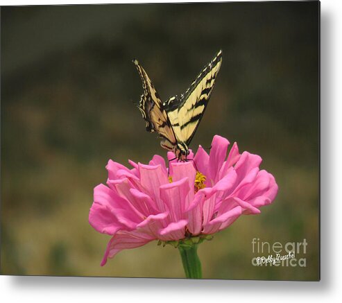 Insect Metal Print featuring the photograph Swallowtail on a Zinnia by Debby Pueschel