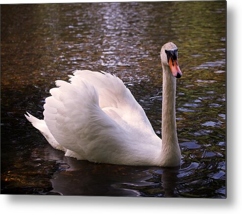 Swan Metal Print featuring the photograph Swan Pose by Rona Black