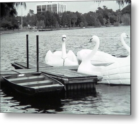 This Is A Scenic Lake With Swan Paddle Boats I Took A Photo Of In Downtown Orlando Metal Print featuring the photograph Swans on the Lake by Belinda Lee