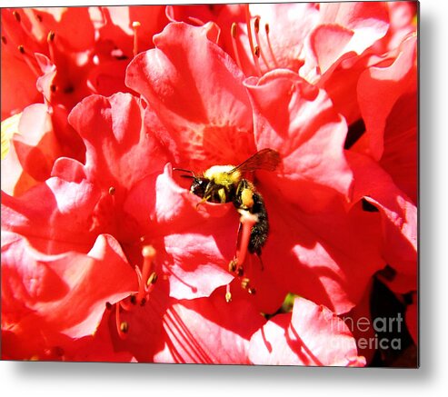 Sweet Surrender Metal Print featuring the photograph Sweet Surrender by Robyn King