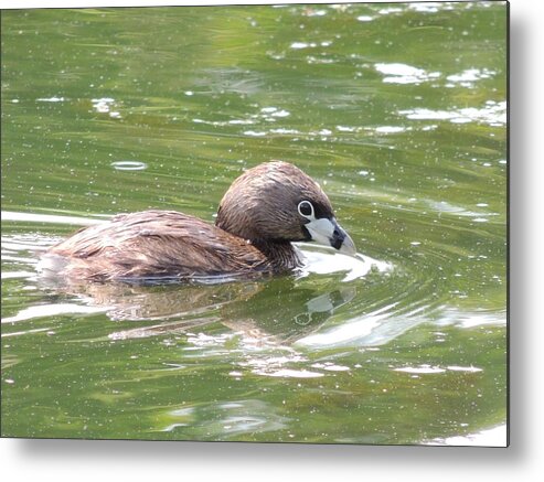 Bird Metal Print featuring the photograph Swimming by Lucy Howard