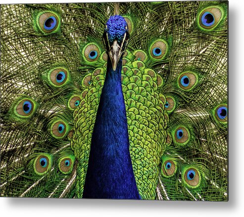 Nature Metal Print featuring the photograph Symmetrical by Kevin Senter