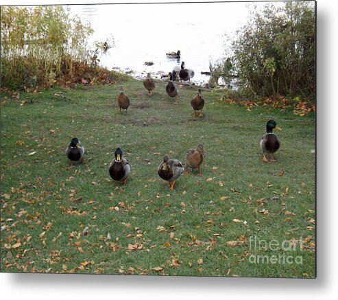 Duck Metal Print featuring the photograph Take us to your leader by Brenda Brown