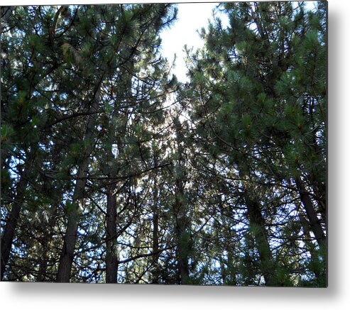 Tree Metal Print featuring the photograph Tall Pines by Eric Forster