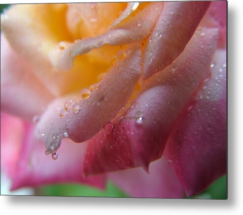 Rose Metal Print featuring the photograph Teardrop of a Rose by Kathy Churchman