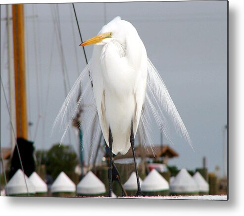 Egret Metal Print featuring the photograph Egret by Linda Cox