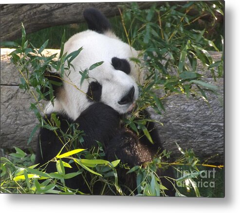 Nature Panda Wild White Fur Animal Black Bear Asia Giant Wildlife China Reserve Metal Print featuring the photograph The Art of Posing at Breakfast by Lingfai Leung