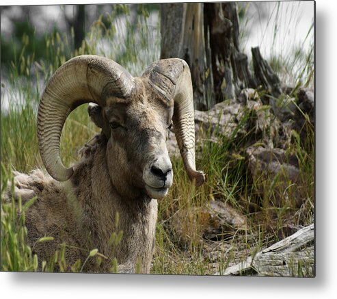 Bighorn Metal Print featuring the photograph The Big Horn by Ernest Echols