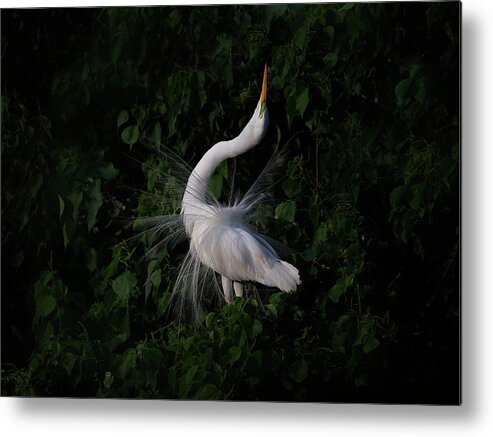 Bird Metal Print featuring the photograph The Call by Phillip Chang