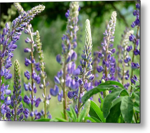 Cataldo Mission Metal Print featuring the photograph The Color Purple by Terry Eve Tanner