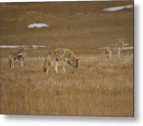 The Coyote Metal Print featuring the digital art The Coyotes Painterly by Ernest Echols