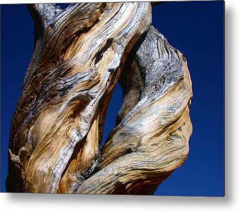 D Metal Print featuring the photograph The D Tree by Shane Bechler