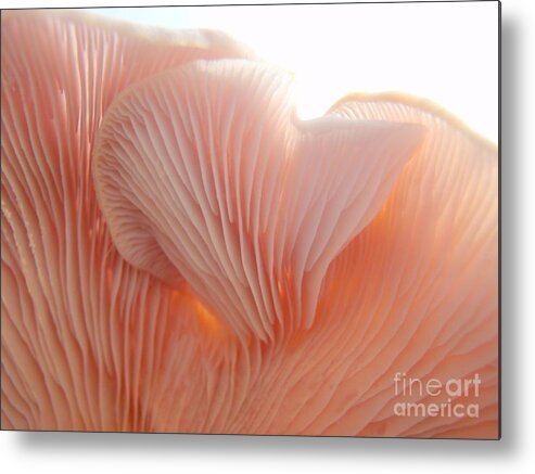 Toadstool Metal Print featuring the photograph The Flukes of a Toadstool by Mary Deal