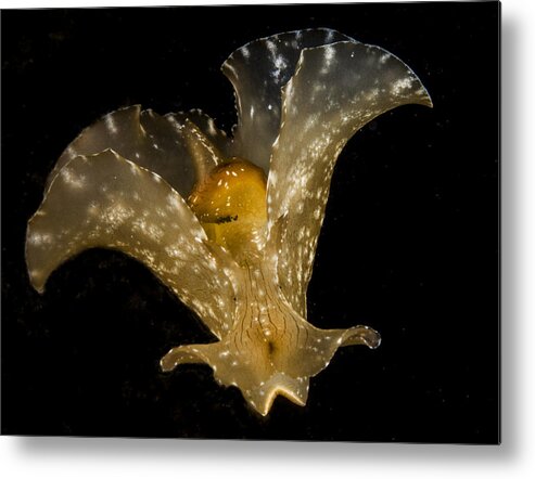 Aplysia Brasiliana Nudi Sea Slug Metal Print featuring the photograph The Flying Aplysia Brasiliana Two by Sandra Edwards