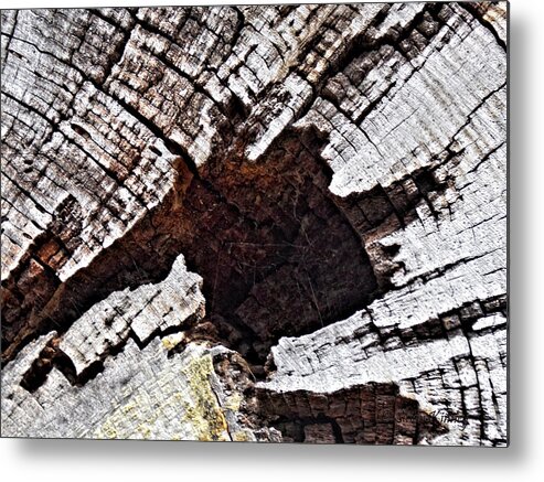 Nature Metal Print featuring the photograph The Life of a Tree by Susan Kinney