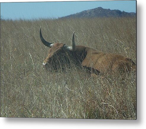 Longhorn Cattle Metal Print featuring the photograph The Longhorn by Alan Lakin