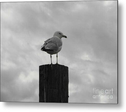 Seagull Metal Print featuring the photograph The Lookout by Michael Krek